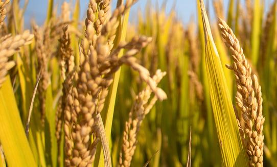 2023年中国富硒农产品行业市场发展现状