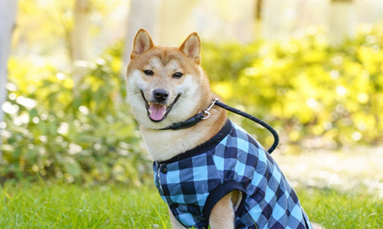 宠物服饰行业分析：国产品牌影响力较弱 行业发展空间较大