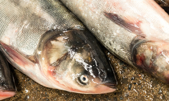 2023特种水产品行业市场机遇及投资前景分析