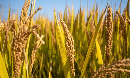 粮食贸易行业发展现状及市场竞争格局分析2023