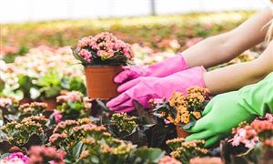 拼手速一天交易额 大宗花卉交易超450万元 卖靠跑 买靠抢 花卉行业产业链剖析