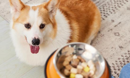 狗粮市场需求 狗粮行业前景趋向分析2023