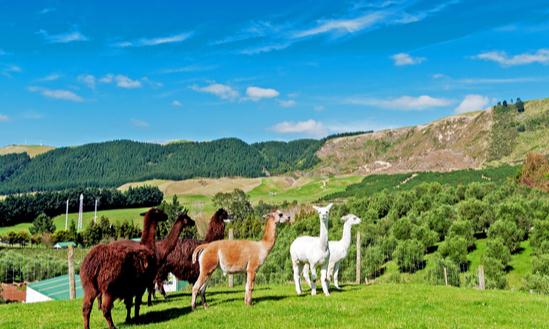 抗菌肽畜牧领域市场规模及前景分析2023