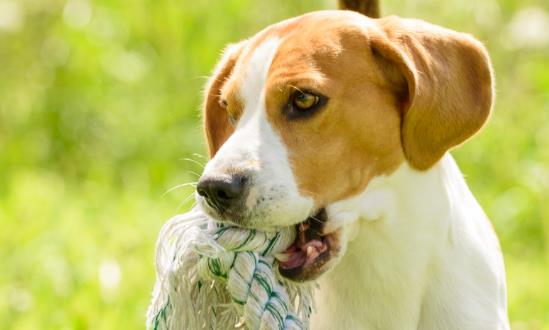 中国宠物玩具行业市场规模 中国宠物玩具行业发展前景分析