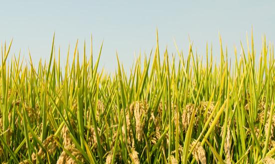 转基因农业市场现状及前景分析2023