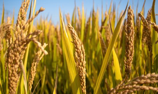 2023农业投资行业发展及未来投资前景分析