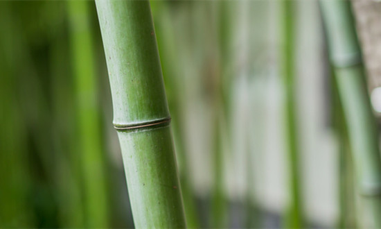 竹材行业市场现状分析 竹材行业各地发展规划