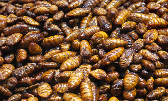 昆虫蛋白行业分析 ：昆虫蛋白掘金未来市场 开发利用提速