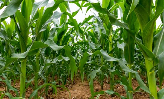 2023年转基因农业行业发展现状分析及投资前景研究