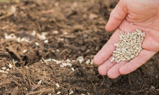 推动转基因农业发展 转基因农业发展前景投资分析