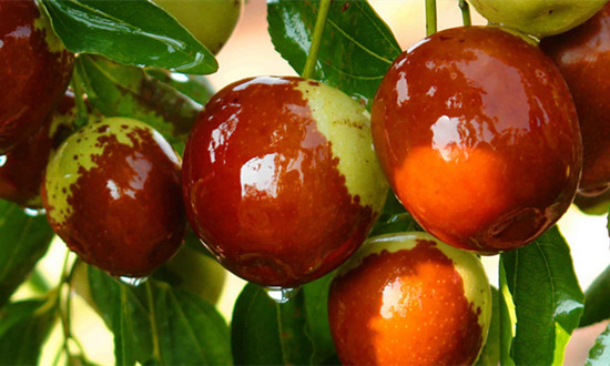 中国冬枣行业市场现状及发展趋势展望2023