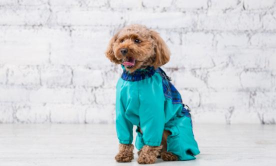 宠物衣服产业发展现状调研及未来发展方向分析