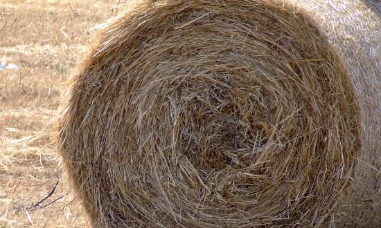 牧草饲料行业发展现状及前景分析2023