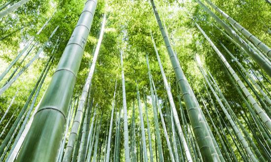 竹子市场需求预测 竹子行业发展前景与趋势分析2023