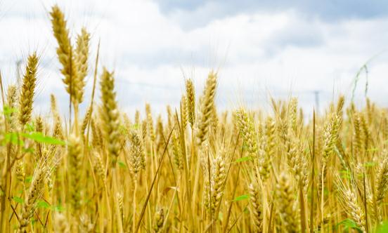 有机小麦市场深度调研及现状分析2023