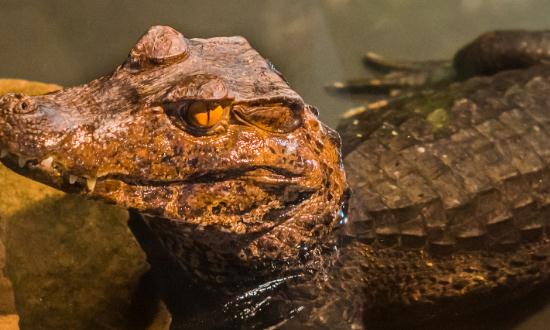 鳄鱼养殖市场现状及前景分析2023