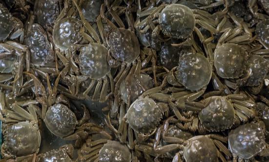 河蟹养殖市场现状及前景分析2023