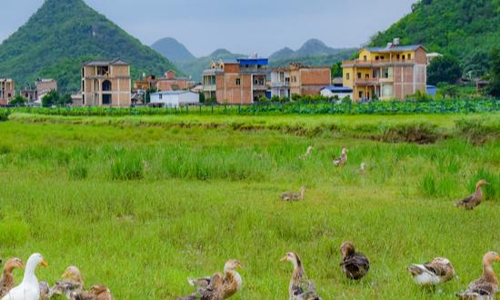 肉禽市场规模及发展前景分析2023