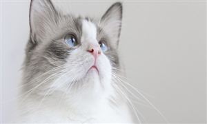 宠物玩具市场现状及前景分析报告2023