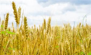 新一轮高温下周来袭 机构称将对这些行业产生大影响 有机小麦市场发展现状分析