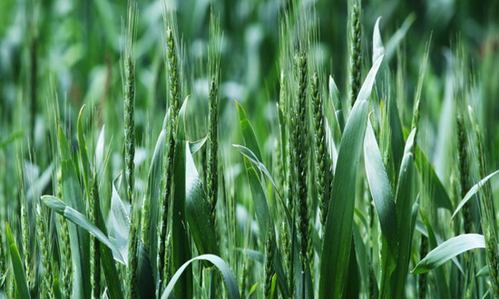 小麦粉市场调研 小麦粉行业发展现状及前景分析2023