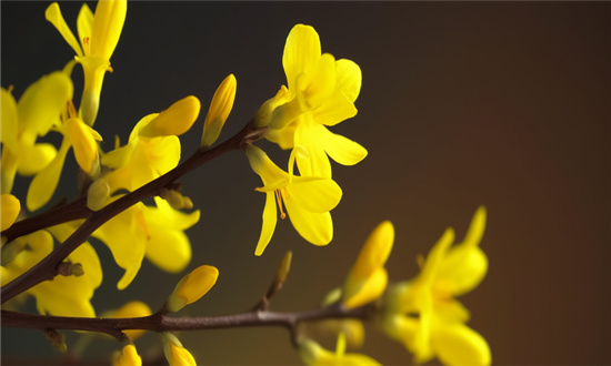 连翘行业发展趋势及市场现状分析