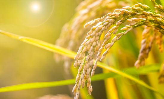 防止跑冒滴漏 端牢中国饭碗 粮食及面制品市场现状及发展趋势分析2023