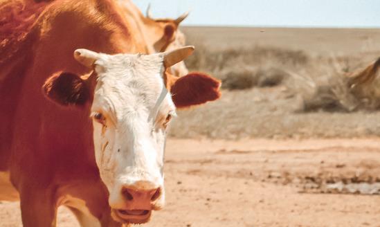 2023年全球与中国抗菌肽畜牧领域产量情况分析 全球与中国抗菌肽畜牧领域市场专题研究