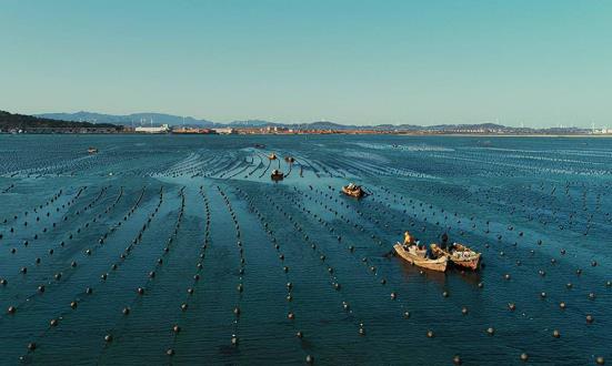 2022年藻类海水养殖发展前景良好 2022年产量为272.46万吨