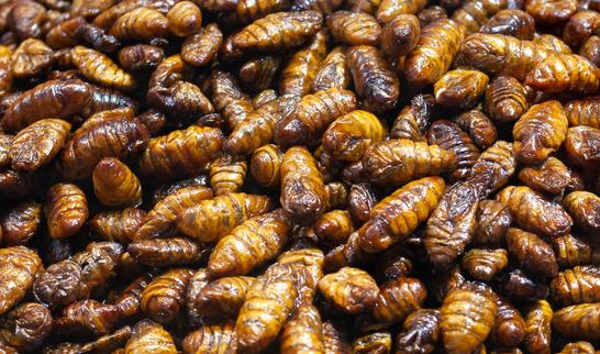 2023年中国昆虫蛋白行业市场调研分析