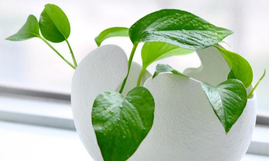 盆景市场发展趋势及现状分析2023