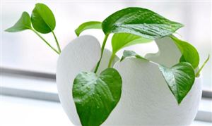 盆景市场发展趋势及现状分析2023