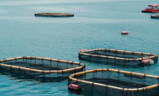 海洋养殖市场发展趋势及现状分析2023