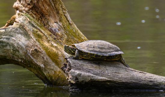 中国龟鳖养殖行业市场发展现状分析2023