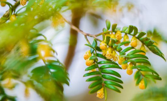 红豆杉市场发展趋势及现状分析2023