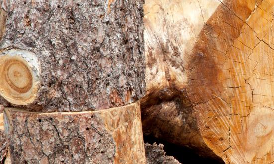 林业加工市场发展现状及前景分析2023