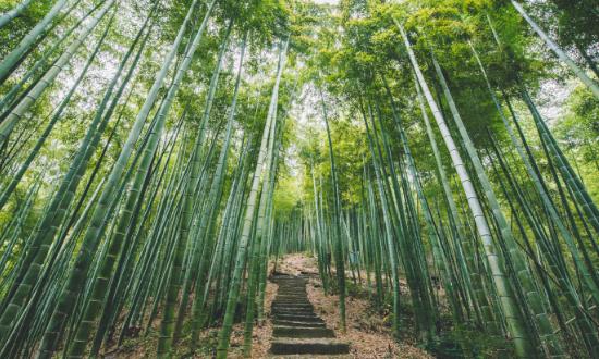 2023竹业市场未来发展趋势及前景预测