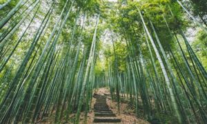 2023竹业市场未来发展趋势及前景预测