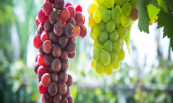 水果加工行业调研 中国葡萄干市场深度调查研究报告