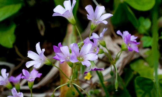 2023草酸行业市场分析 草酸行业进出口市场分析