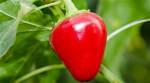 辣椒种植行业发展趋势及现状分析2023