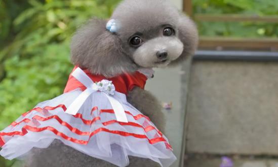 宠物衣服行业发展前景投资分析2023