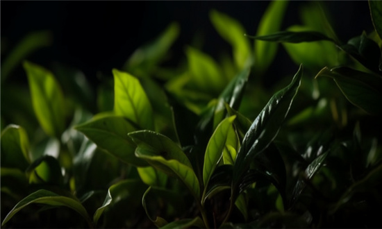 茶多酚行业发展趋势及市场现状分析