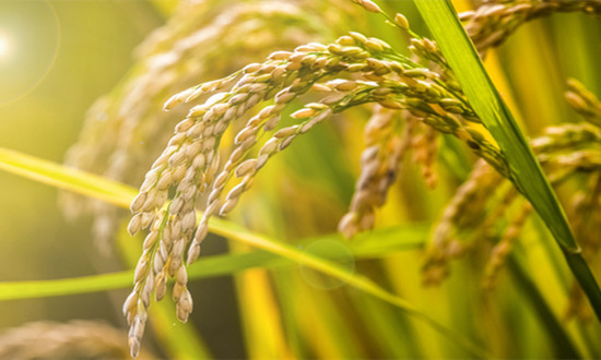 五部门推动健全现代农村金融服务体系 支持农业强国建设