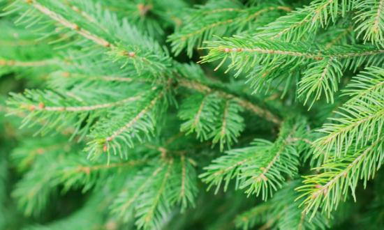 杉木市场发展趋势及现状分析2023