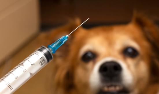 中国狂犬疫苗行业市场调研2023  狂犬疫苗出口市场广阔