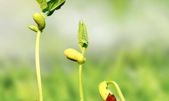 农业物联网市场分析 2023农业物联网行业前景怎样