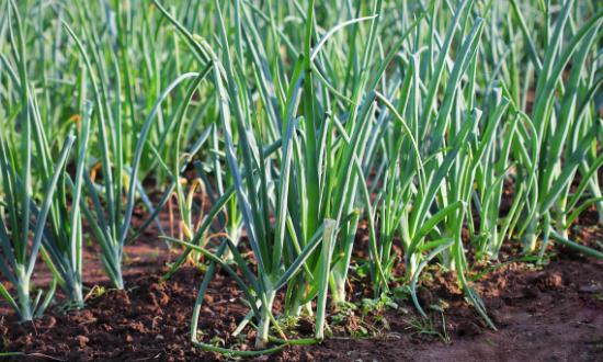 2023中国大葱种植行业市场发展趋势分析