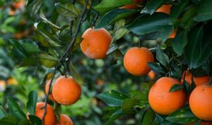 赣南脐橙产业发展现状分析 中国脐橙行业发展趋势预测2023