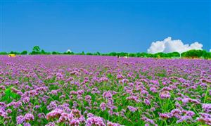 农业观光园市场发展趋势及现状分析2023